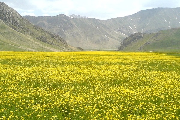 تصویر 1 از قیمت خرید گل گاوزبان اردبیل + فروش ویژه